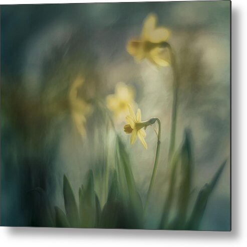 Daffodils Metal Print featuring the photograph In The Morning by Nel Talen