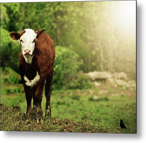 Cow Metal Print featuring the mixed media Just A Cow And A Bird by Trish Tritz
