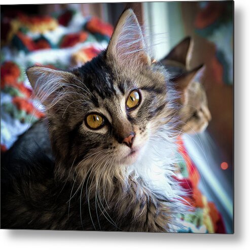 Adorable Metal Print featuring the photograph Just Adorable by Jean Noren