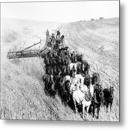 Horse Metal Print featuring the photograph Large Team Of Horses Pulling Thresher by Bettmann