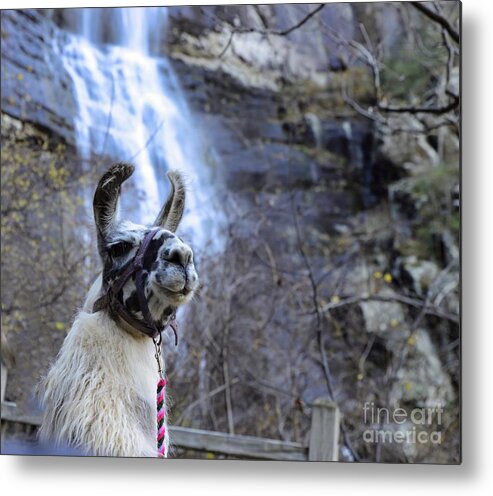 Llama Metal Print featuring the photograph Llama Waterfall by Buddy Morrison