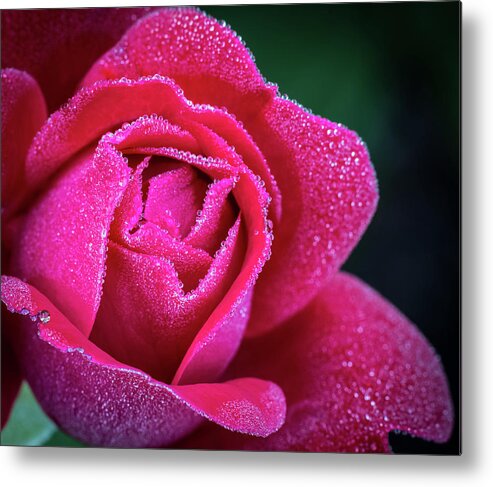 Rose Metal Print featuring the photograph Morning Rose by Brad Bellisle