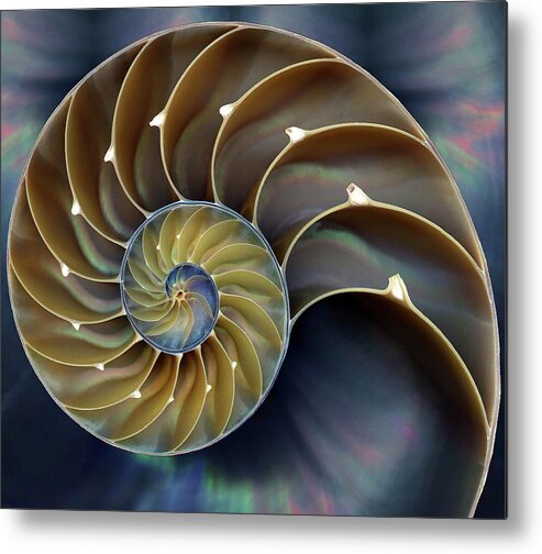 Cephalopod Metal Print featuring the photograph Nautilus by 0049-1215-16-2610334597