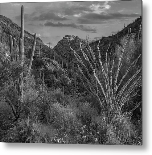 Disk1216 Metal Print featuring the photograph Ocotillo And Saguaro Cacti, Arizona by Tim Fitzharris