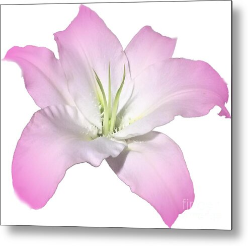 Pink Metal Print featuring the photograph Pink Lily Flower Photograph Best for Shirts by Delynn Addams