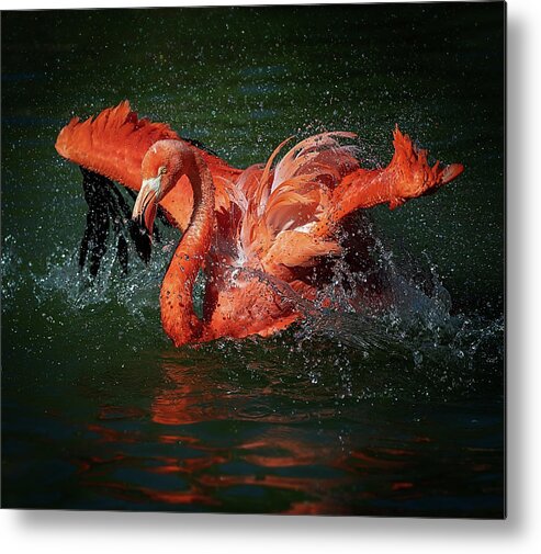 Bird Metal Print featuring the photograph Playing With Water by David H Yang