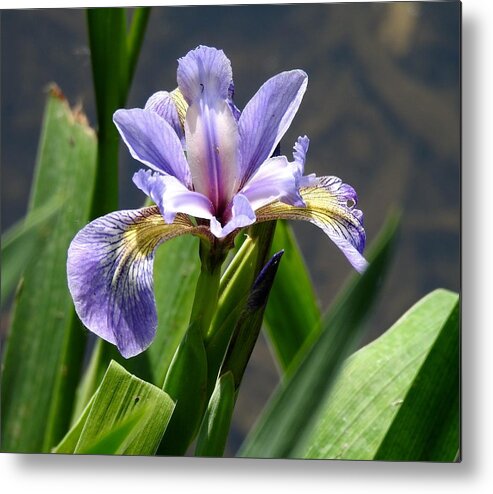 Purple Metal Print featuring the photograph Purple Iris by Kathy Ozzard Chism