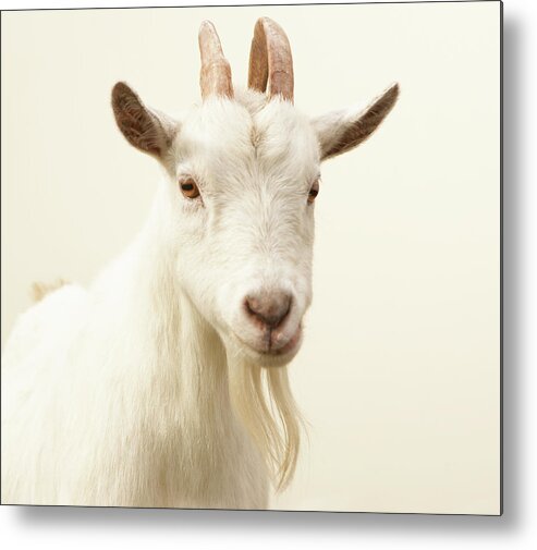 Horned Metal Print featuring the photograph Pygmy Goat by Thomas Northcut