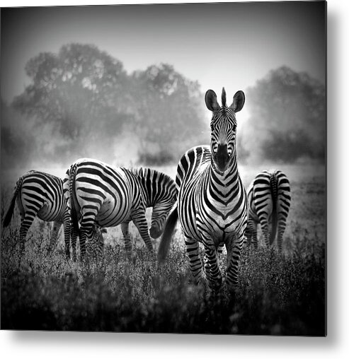Zebra Metal Print featuring the photograph Stallion In A Pin Stripe Suit by Wildphotoart