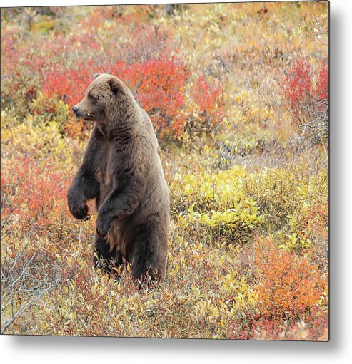 Sam Amato Photography Metal Print featuring the photograph Standing Grizzly Bear by Sam Amato