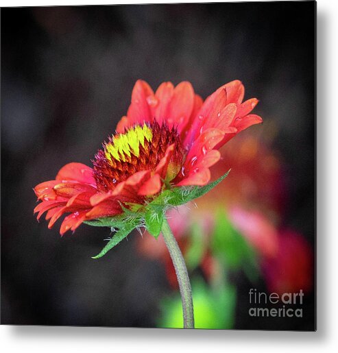 Flower Metal Print featuring the photograph Sunny Side by Cathy Donohoue