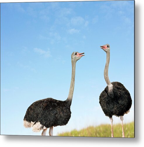 Animals In The Wild Metal Print featuring the photograph Two Ostriches Looking Face To Face by Digital Zoo