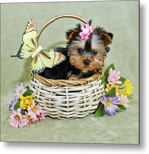 Pets Metal Print featuring the photograph Very Cute Puppy by Stockimage