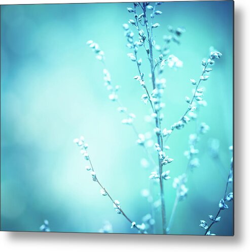 Cool Attitude Metal Print featuring the photograph Winter Wildflowers by Jasmina007