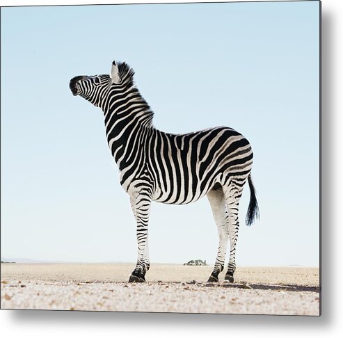 Plains Zebra Metal Print featuring the photograph Zebra Equus Burchellii In Open by Martin Barraud