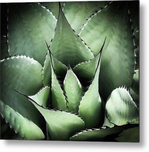 Succulent Metal Print featuring the photograph Agave #1 by Candy Brenton