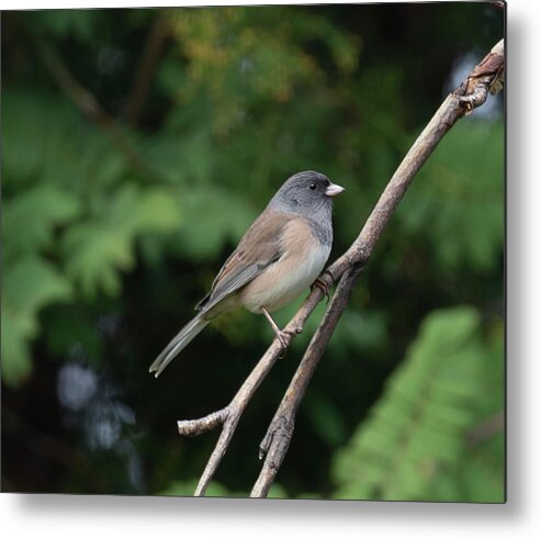 Junco Metal Print featuring the photograph Dark-Eyed Junco #1 by Dart Humeston