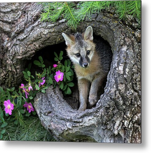 Fox Metal Print featuring the photograph Tentative Fox by Art Cole