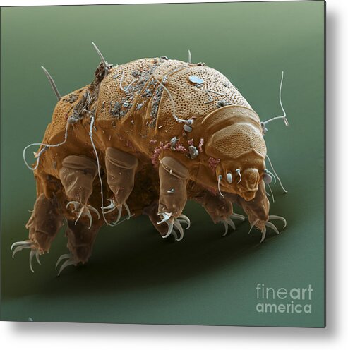 Animal Metal Print featuring the photograph Water Bear #1 by Eye of Science