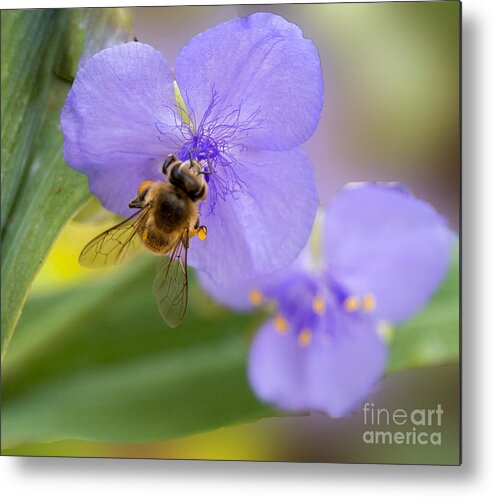 Bee Metal Print featuring the photograph A Bee Visits a Purple Spiderwort by L Bosco