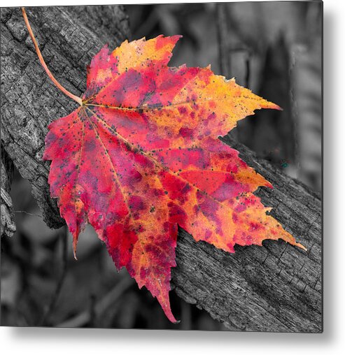 Maple Leaf Metal Print featuring the photograph A Bright Orange and Red Maple Leaf on a Black and White Background by L Bosco