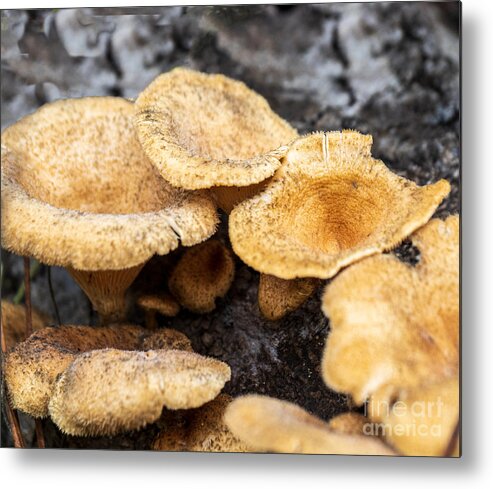 Mushroom Metal Print featuring the photograph A Funnel Shaped Woodland Mushroom by L Bosco