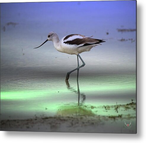 Americanavocet Metal Print featuring the photograph American Avocet by Pam Rendall