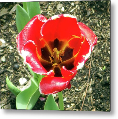 Flower Metal Print featuring the photograph April Flowers - Shady Interiors by Joseph A Langley