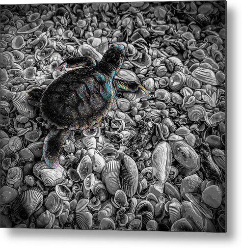 Turtle Metal Print featuring the mixed media Baby Flatback Turtle On A Mission by Joan Stratton
