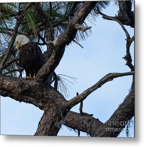 Bald Eagle Bird Metal Print featuring the photograph Bald Eagle Looking out over the Coastal Anclote Trail by L Bosco