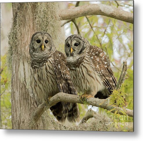Ron Bielefeld Metal Print featuring the photograph Barred Owl Pair by Ron Bielefeld