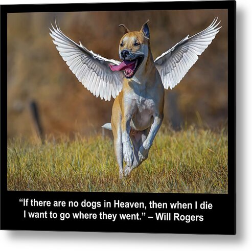 Dog Metal Print featuring the photograph Bella Angel by Rick Mosher