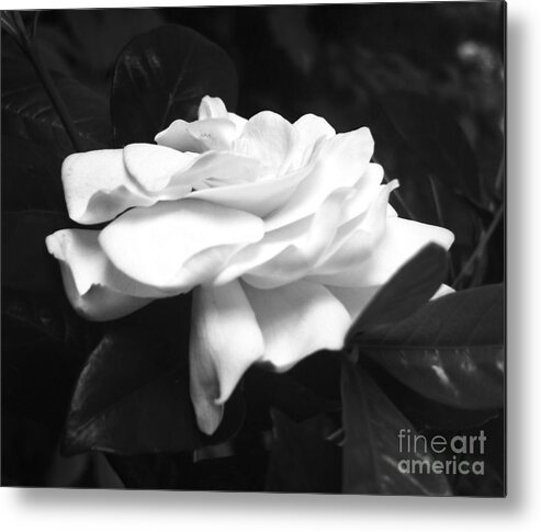 Black And White Metal Print featuring the photograph Black and White Gardenia Flower for Home Decor Wall Prints by Delynn Addams