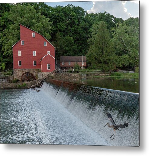 Clinton Red Mill Metal Print featuring the photograph Blue Heron at Clinton Red Mill by GeeLeesa