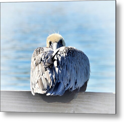 Pelican Metal Print featuring the photograph Chilly by Alison Belsan Horton