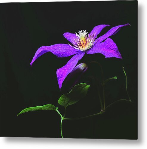 Flower Metal Print featuring the photograph Clematis by Greg Croasdill