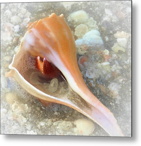 Conch Shell Metal Print featuring the photograph Conch by Alison Belsan Horton