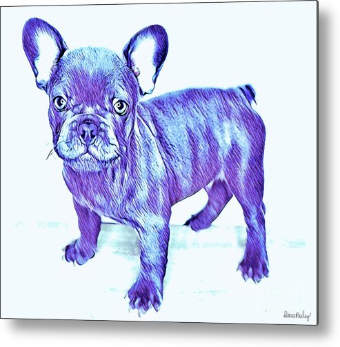 Blue French Bulldog. Frenchie. Dog. Pets. Animals. Metal Print featuring the digital art Da Ba Dee by Denise Railey