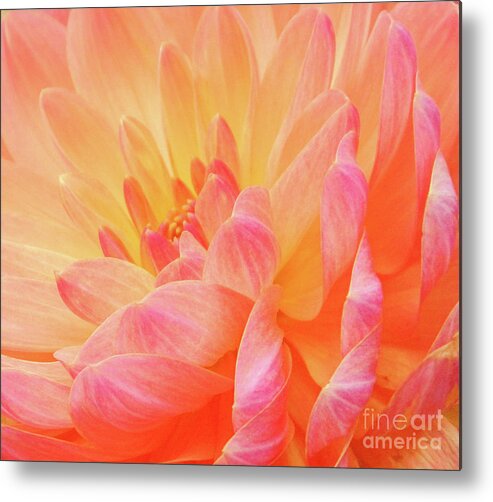 Florals Metal Print featuring the photograph Dahlia - Floral Close Up by Rehna George