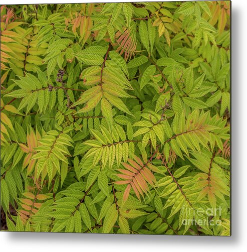 False Spiraea Metal Print featuring the photograph Delicate leaves by Susan Vineyard
