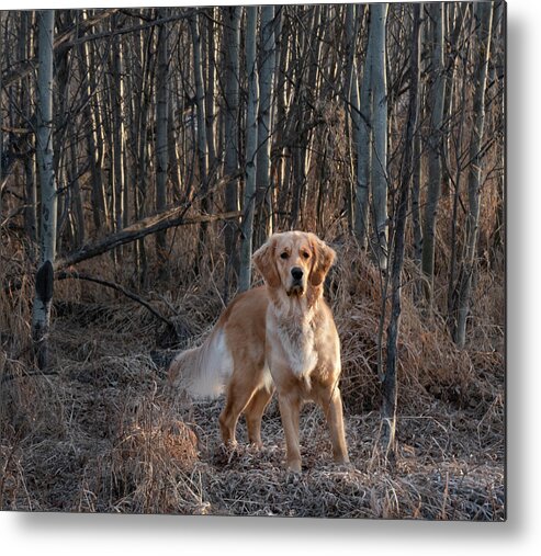Dog Metal Print featuring the photograph Dog In The Woods by Karen Rispin