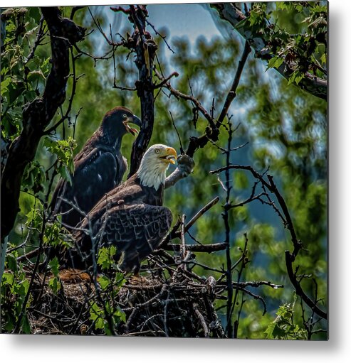 Eaglet Metal Print featuring the photograph Eaglet After by Brian Shoemaker