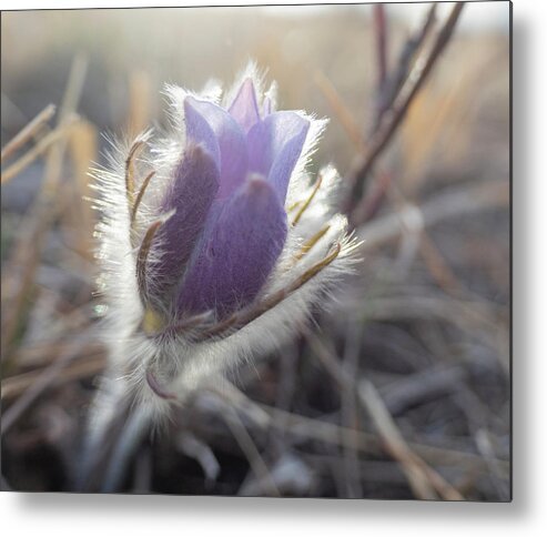 Crocus Metal Print featuring the photograph First Spring Prairie Crocus Flower by Karen Rispin