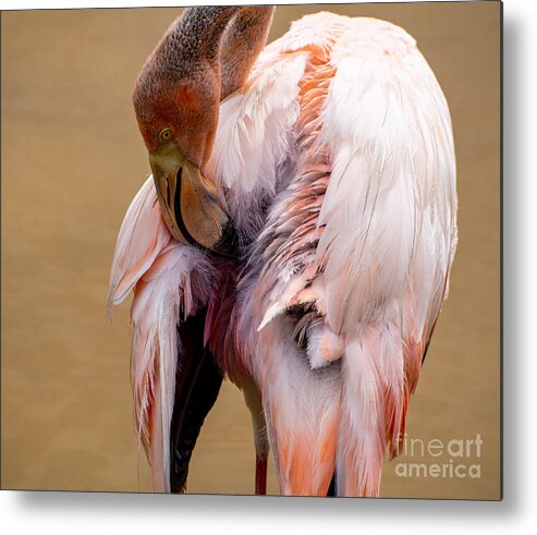 Flamingo Metal Print featuring the photograph Flamingo at Jungle Gardens in Sarasota Florida by L Bosco