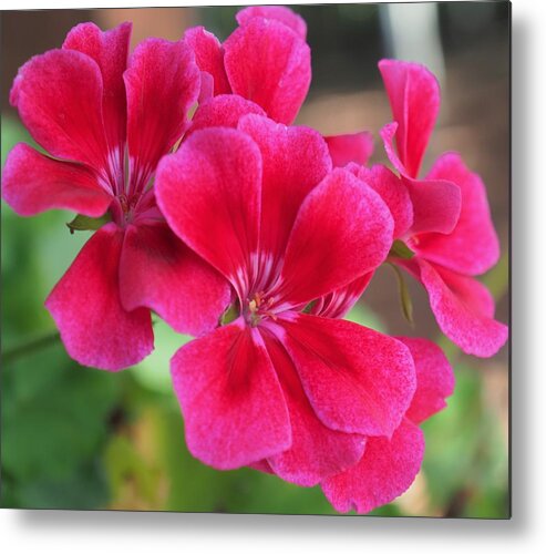 Red Metal Print featuring the photograph Flower in bloom 6 by C Winslow Shafer