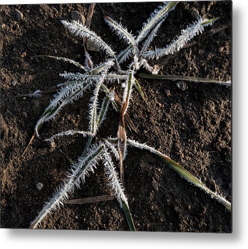 Frost Metal Print featuring the photograph Frost On Crabgrass by Karen Rispin