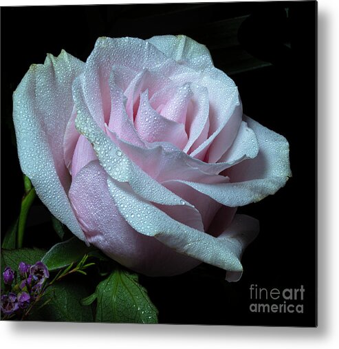 Rose Metal Print featuring the photograph Glimmerant by Doug Norkum