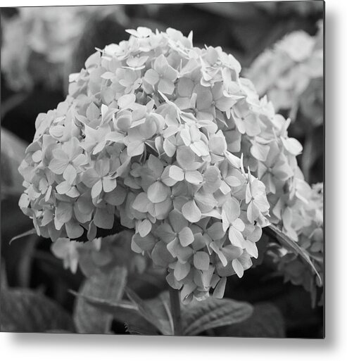 Hydrangea Metal Print featuring the photograph Grayscale Hydrangea Bloom by Mary Anne Delgado