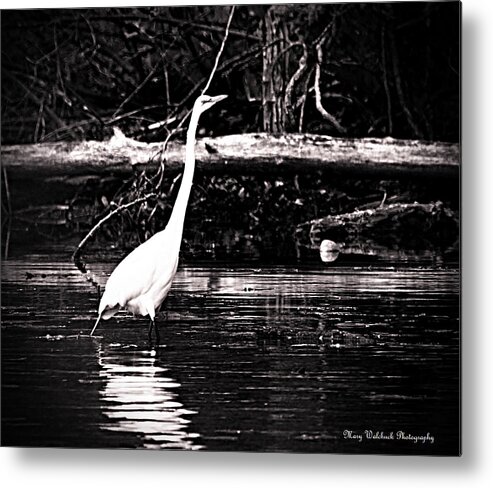 Egret Metal Print featuring the photograph Great Egret by Mary Walchuck