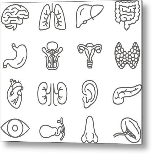 Human Lung Metal Print featuring the drawing Human Organs Vector Icons Set by Magnilion